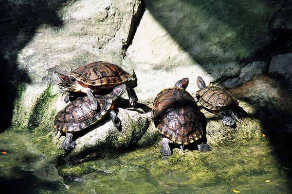 Bangkok — zoo